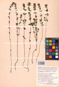 MHA 0 161 700, Euphrasia pectinata, Eastern Europe, Lower Volga region (E9) (Russia)