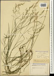 Poa nemoralis L., Caucasus, North Ossetia, Ingushetia & Chechnya (K1c) (Russia)