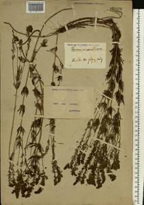 Veronica austriaca subsp. dentata (F. W. Schmidt) Watzl, Eastern Europe, North Ukrainian region (E11) (Ukraine)