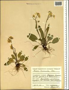 Tephroseris integrifolia subsp. tundricola (Tolm.) B. Nord., Siberia, Central Siberia (S3) (Russia)