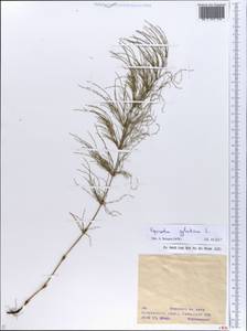 Equisetum sylvaticum L., Eastern Europe, Eastern region (E10) (Russia)