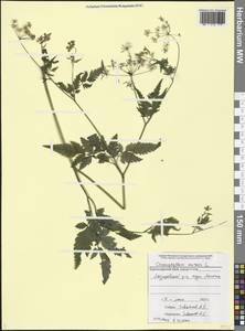 Chaerophyllum aureum L., Caucasus, Black Sea Shore (from Novorossiysk to Adler) (K3) (Russia)