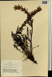 Pedicularis achilleifolia Stephan ex Willd., Siberia, Altai & Sayany Mountains (S2) (Russia)