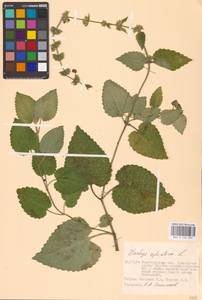 MHA 0 156 069, Stachys sylvatica L., Eastern Europe, Lower Volga region (E9) (Russia)