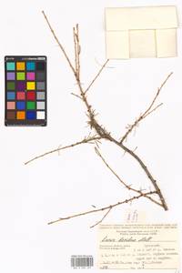 Larix decidua (L.) Mill., Eastern Europe, Central region (E4) (Russia)