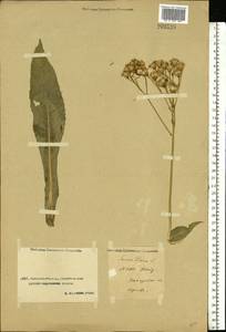 Senecio macrophyllus M. Bieb., Middle Asia, Caspian Ustyurt & Northern Aralia (M8) (Kazakhstan)