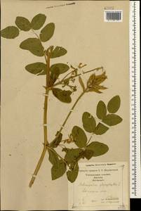 Astragalus glycyphyllos L., Caucasus, Georgia (K4) (Georgia)