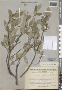 Salix pentandra L., Eastern Europe, Eastern region (E10) (Russia)