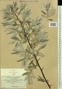 Elaeagnus angustifolia L., Eastern Europe, Moscow region (E4a) (Russia)