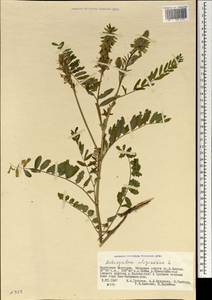 Astragalus uliginosus L., Mongolia (MONG) (Mongolia)