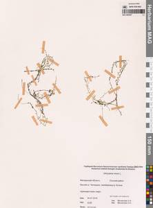 Utricularia minor L., Siberia, Chukotka & Kamchatka (S7) (Russia)