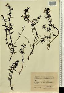 Pedicularis adunca Bieb. ex Stev., Siberia, Chukotka & Kamchatka (S7) (Russia)
