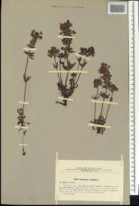 Pedicularis verticillata, Siberia, Baikal & Transbaikal region (S4) (Russia)