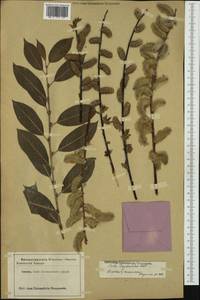 Salix daphnoides Vill., Western Europe (EUR) (Not classified)