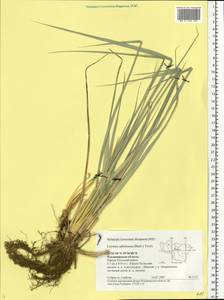 Leymus racemosus (Lam.) Tzvelev, Eastern Europe, Central region (E4) (Russia)