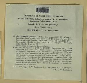 Tetraphis pellucida Hedw., Bryophytes, Bryophytes - Baikal & Transbaikal regions (B18) (Russia)
