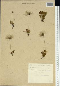 Geum pentapetalum (L.) Makino, Siberia, Russian Far East (S6) (Russia)