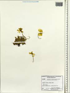 Papaver radicatum subsp. polare Tolm., Siberia, Chukotka & Kamchatka (S7) (Russia)