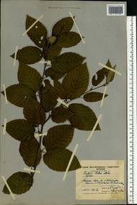 Betula alleghaniensis Britton, Eastern Europe, Moscow region (E4a) (Russia)