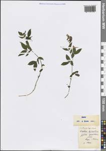 Lathyrus laxiflorus (Desf.) Kuntze, Caucasus, Black Sea Shore (from Novorossiysk to Adler) (K3) (Russia)