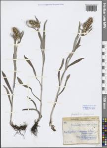 Omalotheca norvegica (Gunnerus) Sch. Bip. & F. W. Schultz, Eastern Europe, Northern region (E1) (Russia)