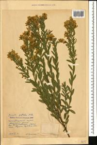 Genista tinctoria subsp. tinctoria, Caucasus, Krasnodar Krai & Adygea (K1a) (Russia)