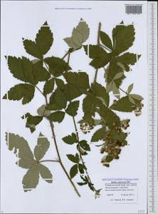 Rubus canescens DC., Caucasus, Stavropol Krai, Karachay-Cherkessia & Kabardino-Balkaria (K1b) (Russia)