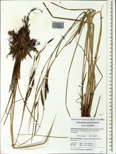 Carex recta Boott, Eastern Europe, Northern region (E1) (Russia)