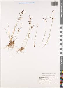 Juncus alpinoarticulatus Chaix, Siberia, Baikal & Transbaikal region (S4) (Russia)