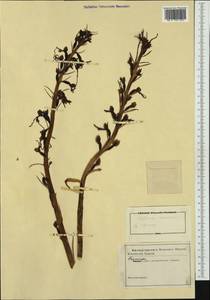 Himantoglossum hircinum (L.) Spreng., Western Europe (EUR) (Italy)