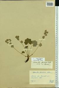 Alchemilla glaucescens Wallr., Eastern Europe, Moscow region (E4a) (Russia)