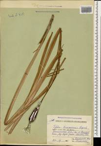 Typha laxmannii Lepech., Caucasus, Stavropol Krai, Karachay-Cherkessia & Kabardino-Balkaria (K1b) (Russia)