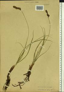 Carex sabulosa Turcz. ex Kunth, Siberia, Baikal & Transbaikal region (S4) (Russia)