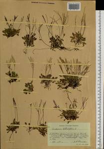 Cardamine bellidifolia L., Siberia, Yakutia (S5) (Russia)