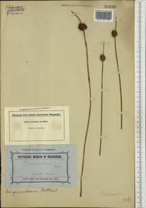Ficinia nodosa (Rottb.) Goetgh., Muasya & D.A.Simpson, Australia & Oceania (AUSTR) (Norfolk Island)