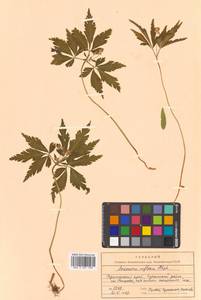 Anemone reflexa Steph. & Willd., Siberia, Russian Far East (S6) (Russia)