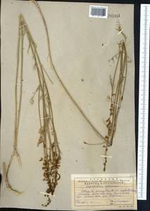 Astragalus macropterus DC., Middle Asia, Western Tian Shan & Karatau (M3) (Kazakhstan)