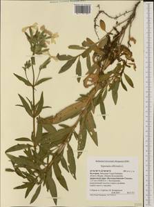 Saponaria officinalis L., Western Europe (EUR) (Bulgaria)