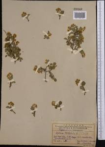 Spiraea trilobata L., Middle Asia, Western Tian Shan & Karatau (M3) (Kazakhstan)
