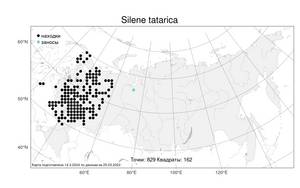 Silene tatarica (L.) Pers., Atlas of the Russian Flora (FLORUS) (Russia)