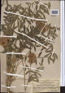 Hedysarum lehmannianum Bunge, Middle Asia, Pamir & Pamiro-Alai (M2) (Kyrgyzstan)