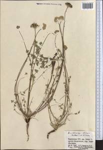 Ligusticum afghanicum Rech. fil., Middle Asia, Pamir & Pamiro-Alai (M2) (Tajikistan)