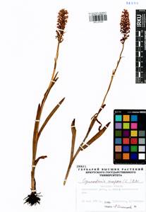 Gymnadenia conopsea (L.) R.Br., Siberia, Baikal & Transbaikal region (S4) (Russia)