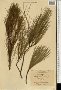 Pinus brutia var. pityusa (Steven) Silba, Caucasus, Abkhazia (K4a) (Abkhazia)