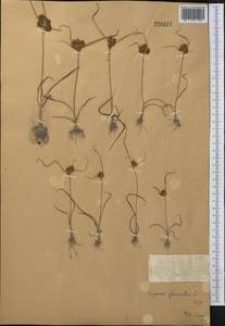Cyperus glomeratus L., Middle Asia, Dzungarian Alatau & Tarbagatai (M5) (Kazakhstan)