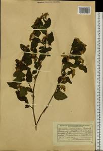 Spiraea chamaedryfolia var. pilosa (Nakai) H. Hara, Siberia, Russian Far East (S6) (Russia)