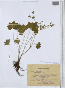 Alchemilla tichomirovii Czkalov, Eastern Europe, North-Western region (E2) (Russia)