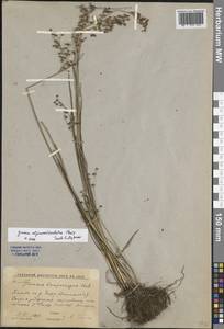 Juncus alpinoarticulatus Chaix, Eastern Europe, Rostov Oblast (E12a) (Russia)