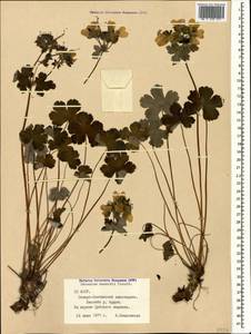 Geranium renardii Trautv. in Trautv., Regel, Maxim. & C. Winkl., Caucasus, North Ossetia, Ingushetia & Chechnya (K1c) (Russia)