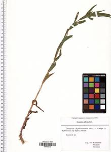 Gratiola officinalis L., Eastern Europe, Middle Volga region (E8) (Russia)